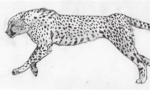 Image result for Cheetah Running Coloring Printable