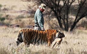Image result for Bengal Tiger Man