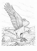 Image result for Flying Bald Eagle Coloring Pages