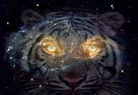 Image result for Galaxy Tiger