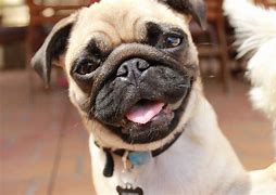 Image result for Happy Face Pug