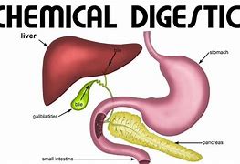 Image result for Digestion Chemical Reaction