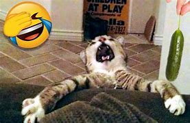 Image result for Spooked Cat Scared Funny
