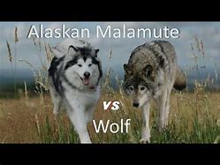 Image result for Alaskan Malamute vs Wolf