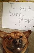 Image result for Jokes About Dogs Who Poop