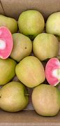 Image result for Shade of Rose Apple Tree