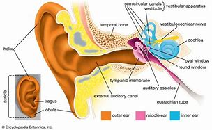 Image result for Outer Ear