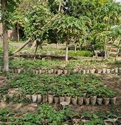 Image result for Chad African Plants