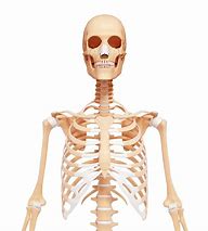 Image result for Human Skeleton Real Life