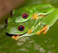 Image result for Frog Wallpaper HD