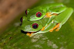 Image result for Annoying Frog