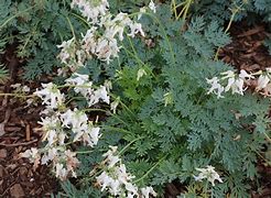 Image result for Dicentra Amore Titanium