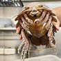 Image result for The Ramen Boy Isopod