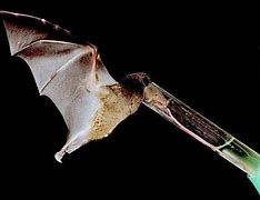 Image result for Tubed Lipped Nectar Bat