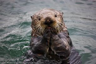 Image result for Sea Otter Assemblage