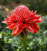 Image result for Unusual and Rare Flowers