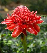 Image result for Tropical Exotic Plants