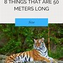 Image result for How Tall Is 50 Meters