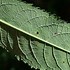 Image result for Vernonia gigantea