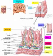 Image result for Small Intestine Cross Section with Blood Vessels