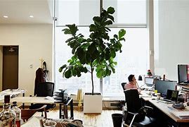 Image result for Cool Office Plants