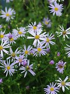Image result for Aster pyrenaeus Lutetia