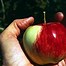 Image result for Apple Fruit Wikipedia