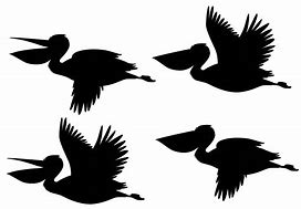 Image result for Pelican Outline