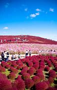Image result for Facts About Hitachi Seaside Park