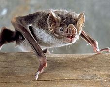Image result for Vampire Bat Feeding