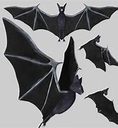Image result for Bat Wings 3D Drawing