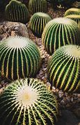 Image result for California Cactus