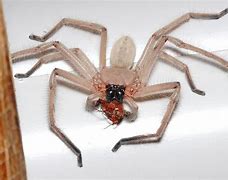 Image result for Australian Clock Spider