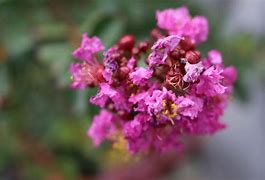 Image result for Lagerstroemia indica PURPLE STAR