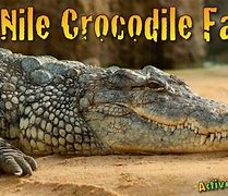 Image result for Alligator and Crocodile Species