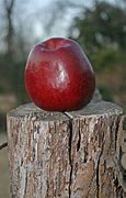 Image result for Italy Red Apple