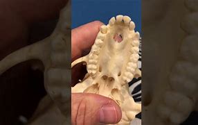 Image result for Omnivore Teeth