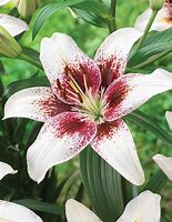 Image result for Lilium Tribal Kiss