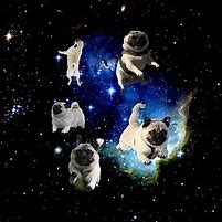 Image result for Galaxy Pug Rug
