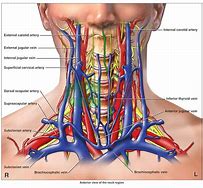 Image result for Location of Carotid Artery in Neck
