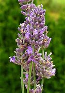 Image result for Lavandula intermedia (x) Hidcote Giant