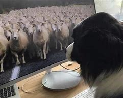 Image result for Sheepdog Working From Home Meme
