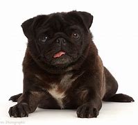 Image result for Black Pug with Tongue Out
