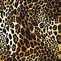 Image result for Cheetah Print Screensaver
