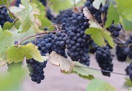 Image result for Jamie Slone Pinot Noir