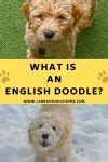 Image result for Doodle with English Written in Centre