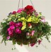 Image result for Identifying Hanging Basket Flowers