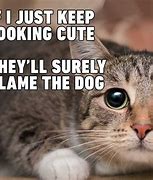 Image result for Daily Funny Pics and Memes