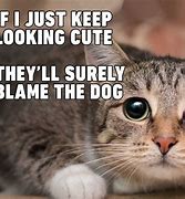 Image result for Cat Memes Funny Quotes