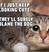 Image result for Funny Cat Meme Kittens